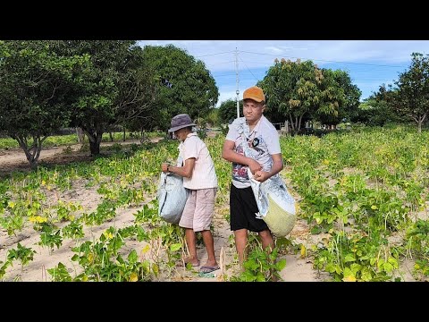 VEJA AS RIQUEZAS DA ROÇA NA SAFRA DO FEIJÃO DE CORDA EM SÃO JOSÉ DO BELMONTE PERNAMBUCO.