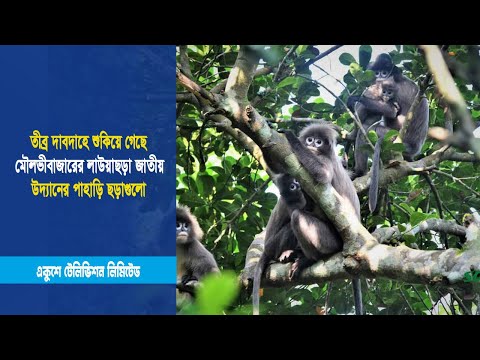 তীব্র দাবদাহে শুকিয়ে গেছে মৌলভীবাজারের লাউয়াছড়া জাতীয় উদ্যানের পাহাড়ি ছড়াগুলো | ETV News