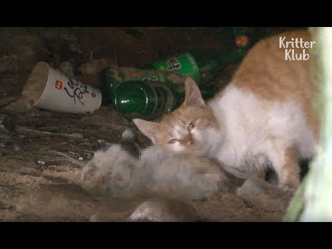 Cat Can't Leave Dead Friend Behind | Kritter Klub