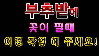 [텃밭농부.732]  부추밭에 꽃이 필때 해줘야 하는 작업 #부추재배