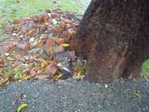 Dying moment of Red-watted Lapwing and helpless chick