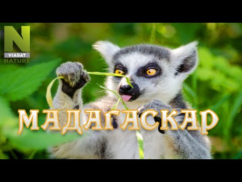 Мадагаскар. Удивительный мир природы, дикие животные. #Документальный фильм. Viasat Nature 12+