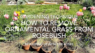 Removing Grass From a Rosebush