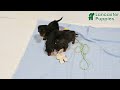 Miniature Dachshund dogs for sale: Milo - Video 1