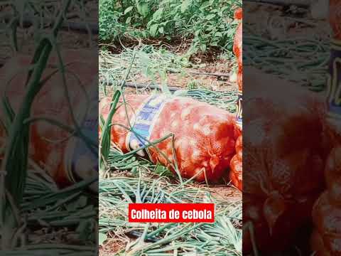 colheita de cebola região de Cafarnaum Bahia