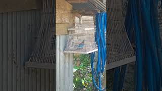 Download lagu puyuh batu/pipikau gacor bunyi mantap mp3