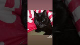 Struppi meine süße Katze 02.04.2023