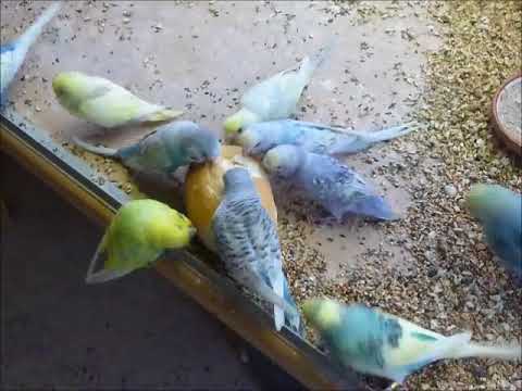 2017 11 27 Brötchen im Wellibüro