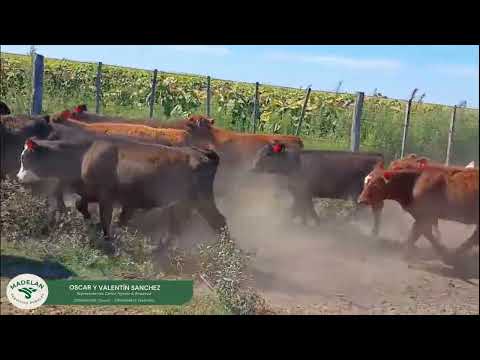 DALENIC_40 TERNEROS (20m + 20h) de 180kg A TERMINO con entrega 15-05 al 15-06-2026