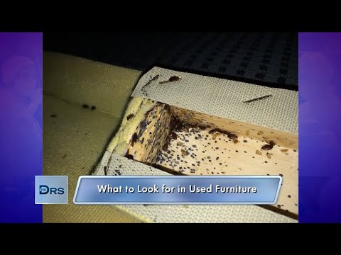 Bed Bugs: What to Do If You Think You Have Them