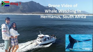 Whale Watching South Africa | Things To Do In South Africa | Hermanus South Africa
