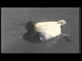 Chopin Waltz In C Sharp Minor Op 64 No 2 Ducks Sesame Street