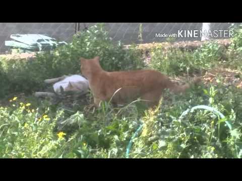 Mating and playing cats