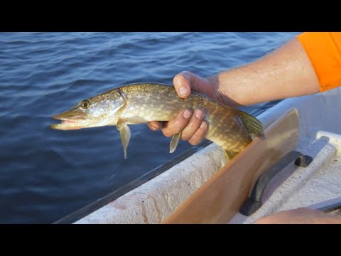 Pike and Perch fishing in a forest lake