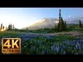 4K Wild Flowers Of Mount Rainier With Nature Sounds 3 HOUR