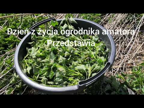 Pokrzywy w ogrodzie  - gnojówka
