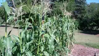 My Fall Corn Harvest