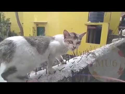 On my way cat 🐈 version song