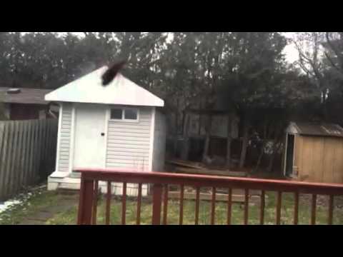 download lagu mp3 mp4 Cockroach Exterminator Brampton, download lagu Cockroach Exterminator Brampton gratis, unduh video klip Cockroach Exterminator Brampton