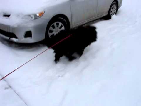 Bandita ide na rannu prechadzku