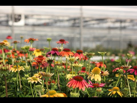 Sonnenhut einpflanzen im Garten | Pflanzen-Kölle