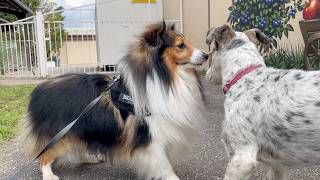 【シェルティ】シェルティーって本当に犬？【フランス田舎暮らし🇫🇷】#犬の散歩 #賢い犬 #犬のいる暮らし #マイペースな犬