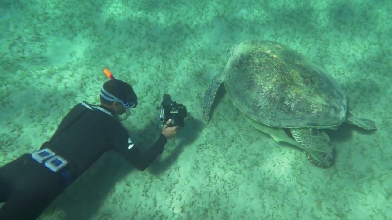 Conservación de Tortugas (Mascotizate Latam.tv)