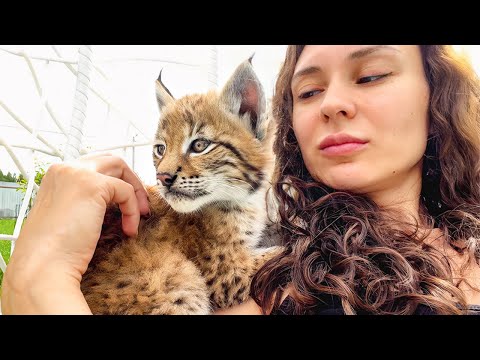 樹齢約13,000年:猫と人間の深い絆