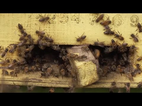 Bee sting therapy sets Kenya's chronic pain patients abuzz | REUTERS