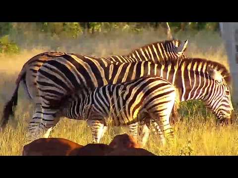 Djuma: Impalas and Zebras - 17:15 - 03/23/19