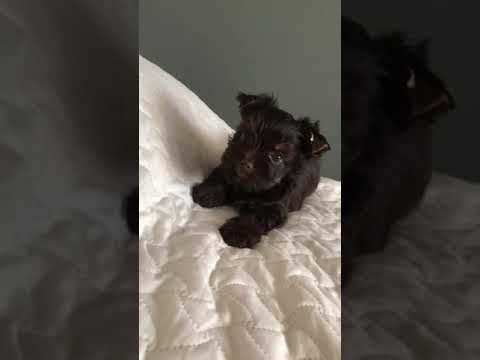 How cute is this Chocolate Yorkshire Terrier puppy? TikTok: @geilyy_