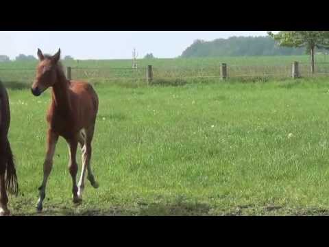 Hengstfohlen von Don Index, geb. März 2013