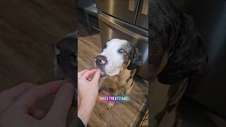 Ever seen 3 disabeled dogs and their morning routine? #dogshorts #cutedog #dogmom #doggielife #dog
