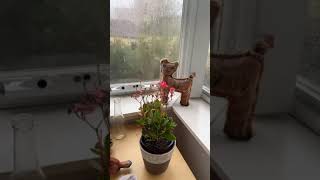 Rain bomb in NSW