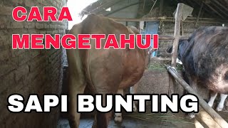 Download lagu SAPI HAMIL 5 BULAN 100% TIDAK MLESET, INI CIRI CIRINYA mp3