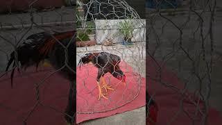 Download lagu muda belia #ayam #ayamberkualitas #ayambangkok #ayamimport #rooster #plucker #pakhoy mp3