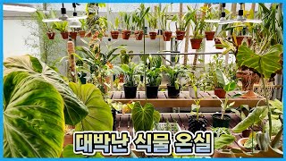 독일카씨 식물 온실일기1 온실로 이사가고 물만난 식물들!!