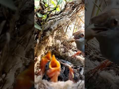 Tailorbird babies (P 8) #shorts