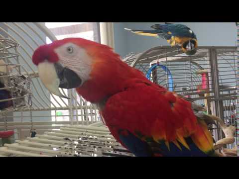 Gabby, Macaw