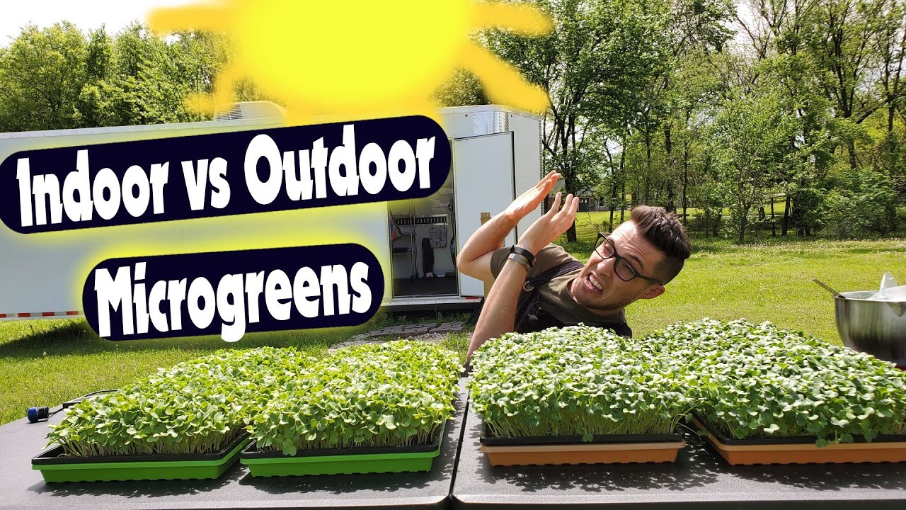 Indoor LED vs Outdoor Sunlight for Daikon Radish Microgreens — Which Grows Better?