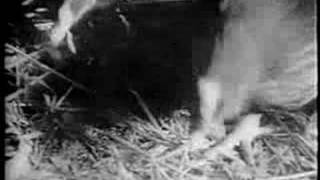 Hens wear glasses to save lives