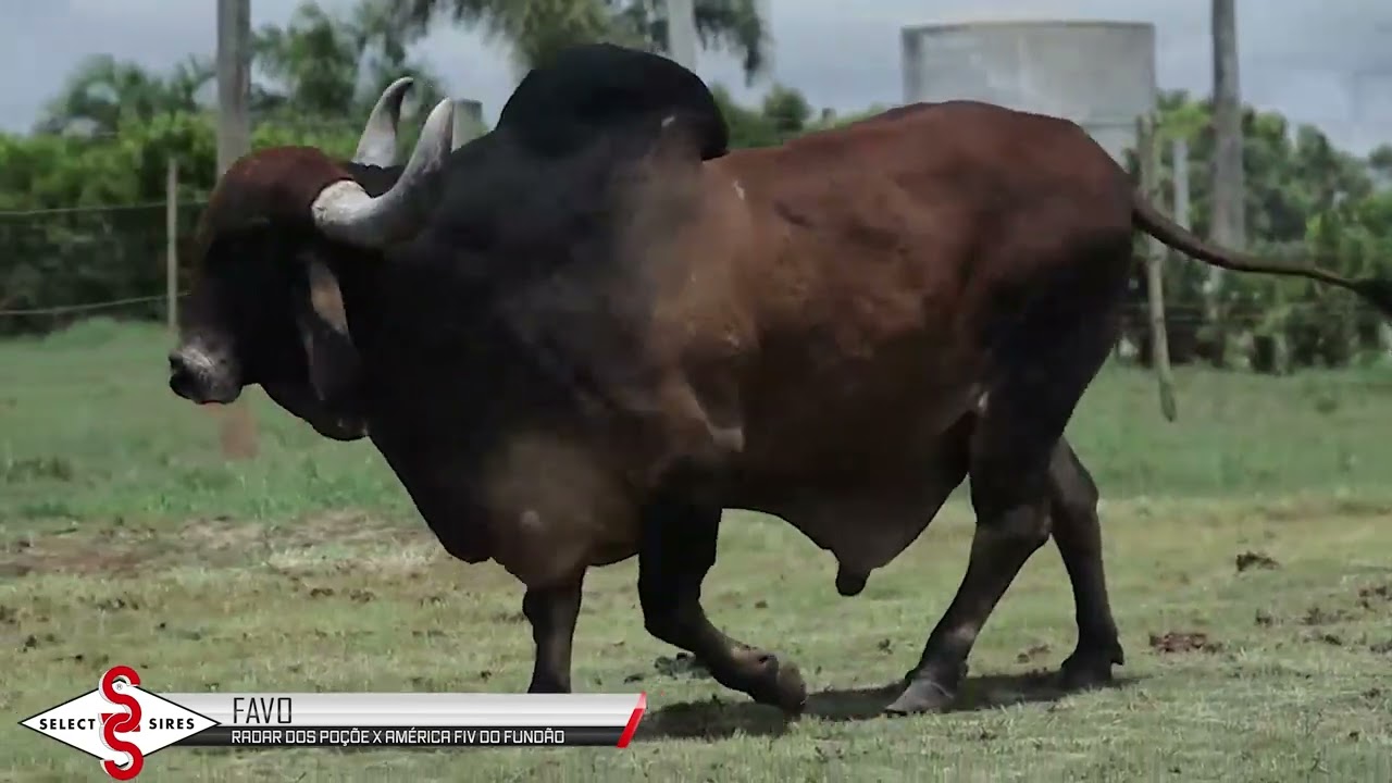 Vídeo FAVO RADAR FIV DO FUNDÃO