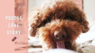 A love story of poodle dog, Popcorn!