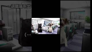 転職体験談① #shorts #日常 #猫ミーム #catmemes