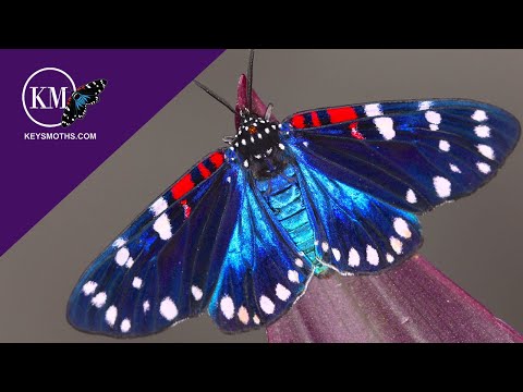 RED WHITE AND BLUE POISONOUS MOTH  - "THE FAITHFUL BEAUTY" "UNCLE SAM MOTH" Composia fidelissima