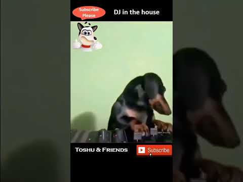 🐶 DJ in the house | Toshu & Friends #shorts #dogbarking #dogsound #weekend #party #dj #dogvoice