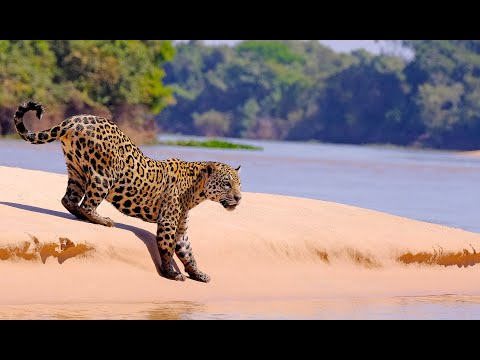 Pantanal - Brazil : Overview