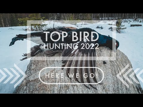 Top bird hunting 2022 - year of the black grouse (with subs)