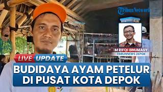Sukses Budidaya Ayam Petelur di Lahan Sempit Depok, Argo Jurno Siap Perluas Area Peternakan