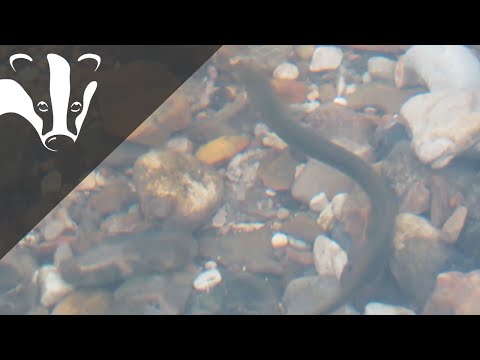 The Essex Coastal Challenge - The Essex Fish Migration Roadmap